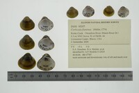 Corbicula fluminea image