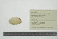 Venustaconcha ellipsiformis image