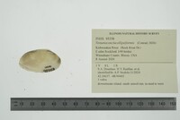 Venustaconcha ellipsiformis image