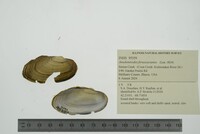 Anodontoides ferussacianus image