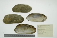 Theliderma cylindrica image