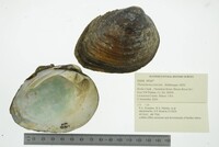 Pleurobema sintoxia image