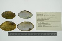 Venustaconcha ellipsiformis image