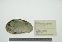 Ptychobranchus fasciolaris image