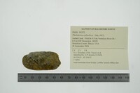 Theliderma cylindrica image