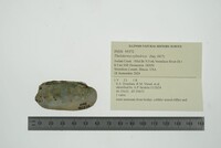 Theliderma cylindrica image