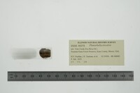 Planorbella trivolvis image