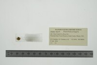 Planorbula armigera image