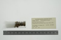 Planorbella trivolvis image