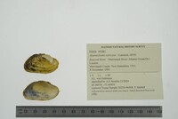 Alasmidonta varicosa image