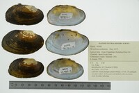 Strophitus undulatus image