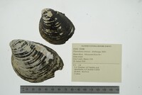 Pleurobema sintoxia image