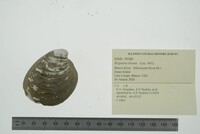 Fusconaia ebena image