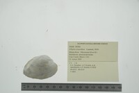 Elliptio crassidens image