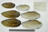 Lampsilis teres image