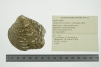 Theliderma metanevra image