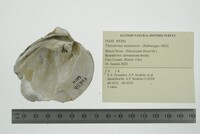 Theliderma metanevra image