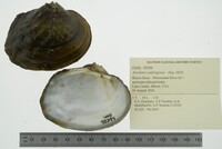 Arcidens confragosus image