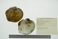 Cyclonaias nodulata image