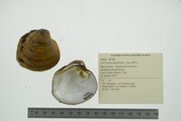 Cyclonaias pustulosa image