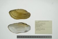 Lampsilis teres image