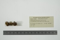 Planorbella trivolvis image