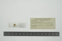 Planorbula armigera image