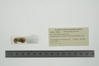 Planorbella trivolvis image