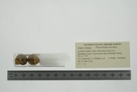 Planorbella trivolvis image