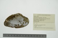 Alasmidonta marginata image