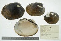 Lampsilis higginsii image