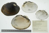 Lampsilis higginsii image