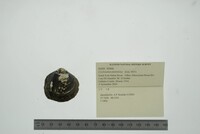 Cyclonaias pustulosa image