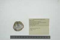 Cyclonaias pustulosa image