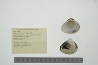 Corbicula fluminea image