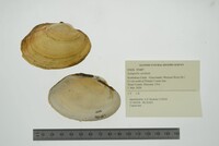 Lampsilis cardium image