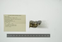 Corbicula fluminea image