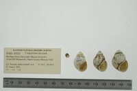 Campeloma decisum image