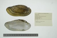 Lampsilis teres image