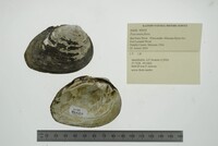 Fusconaia flava image