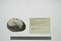 Fusconaia flava image