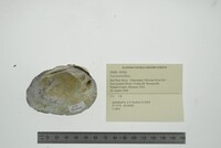 Fusconaia flava image