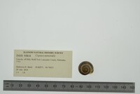 Media resource of Cepaea nemoralis
