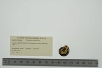 Cepaea nemoralis image