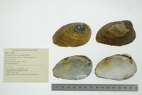 Pleurobema clava image