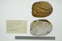 Theliderma metanevra image