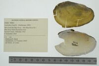 Leptodea fragilis image