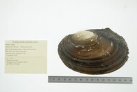 Potamilus ohiensis image