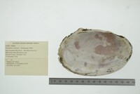 Potamilus ohiensis image