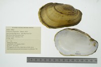 Lampsilis siliquoidea image